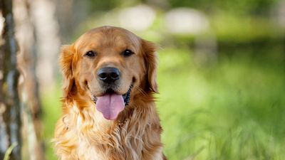 Bagaimana Mencegah Bersendawa pada Anjing perlu Anda
